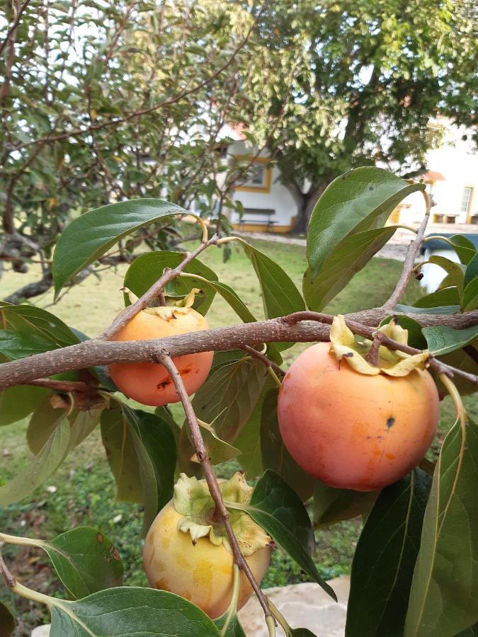 Quintal Do Freixo - Country House Собра́л-де-Мо́нте-Агра́су Екстер'єр фото