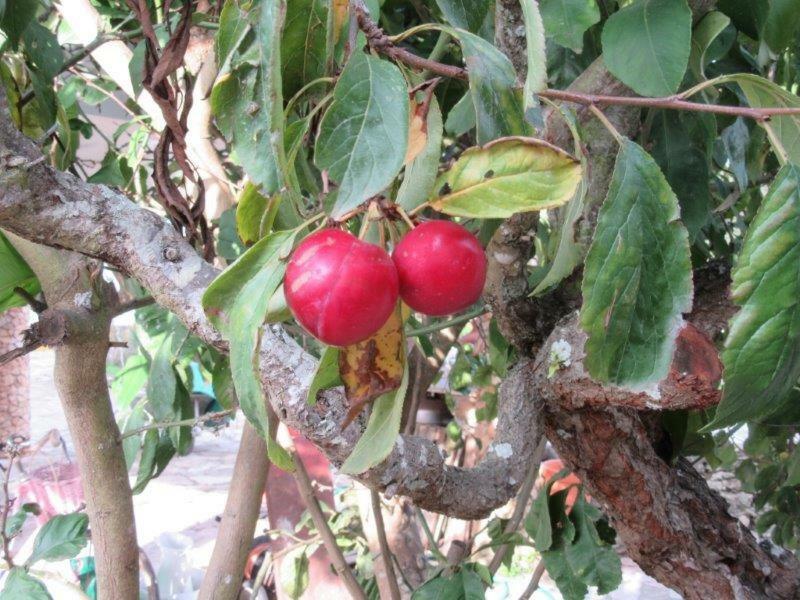 Quintal Do Freixo - Country House Собра́л-де-Мо́нте-Агра́су Екстер'єр фото