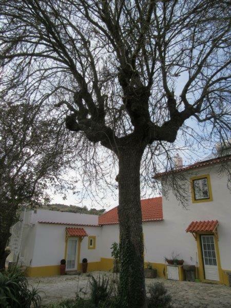Quintal Do Freixo - Country House Собра́л-де-Мо́нте-Агра́су Екстер'єр фото
