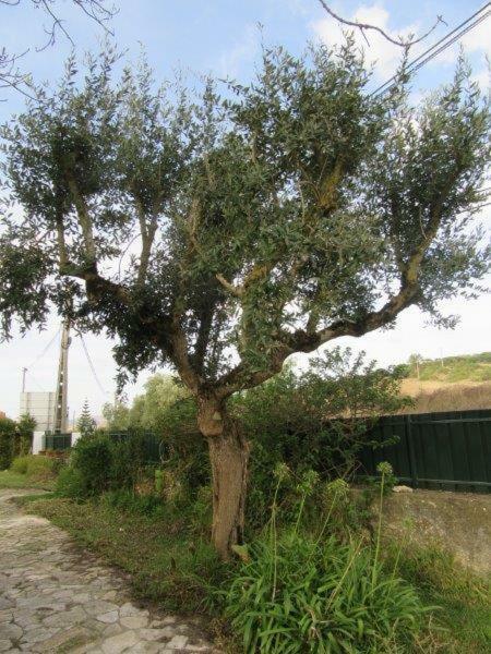 Quintal Do Freixo - Country House Собра́л-де-Мо́нте-Агра́су Екстер'єр фото